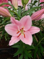 [4304 Monsano VH No02.JPG]